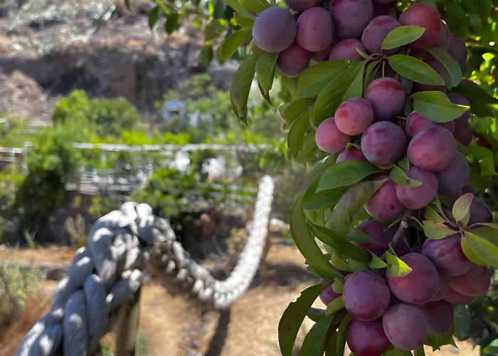 Cuevas La Solana Kır Evi Gáldar